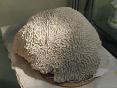 A large coral