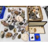 Collection of rocks and minerals including fossils