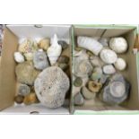 Collection of various fossils including fossilised coral & shells