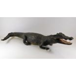 An antique taxidermied crocodile 36.5in long