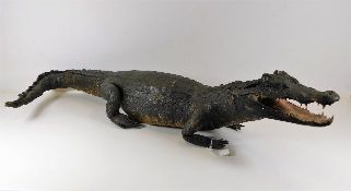 An antique taxidermied crocodile 36.5in long