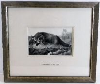 A framed wash of fox and rabbit by T M Richardson