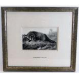 A framed wash of fox and rabbit by T M Richardson