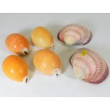 Four golden cowry shells & two other shells