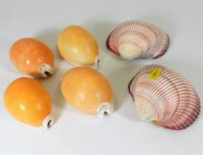 Four golden cowry shells & two other shells