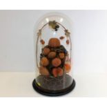 Wax fruit display under dome approx 20" high