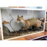 A 19thC. taxidermied fox, titled Common Fox 1861 K
