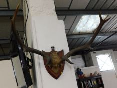 A mounted deer antler set