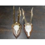 Two mounted small deer skulls