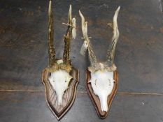 Two mounted small deer skulls