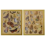 20th Century English School - Two small watercolours - Butterfly studies, unsigned, 19cm x 14cm