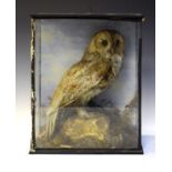 Taxidermy - Early 20th Century cased Barn Owl, mounted perching upon a rock against a painted