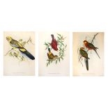 Three coloured prints - Exotic birds after John Gould, 42cm x 29cm, framed and glazed Condition: