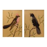 Pair of late 19th/early 20th Century feather and watercolour pictures - Birds perched on branches,