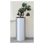 Brushed aluminium-effect cylindrical planter with potted plant, the planter 36cm diameter x 80cm