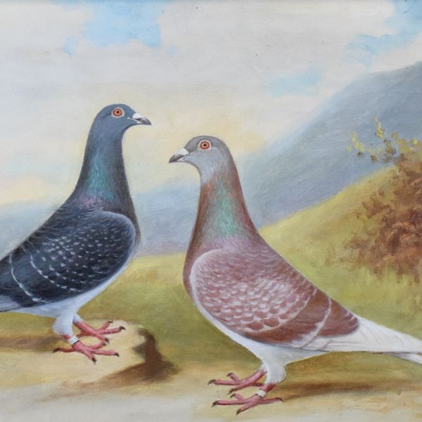 Andrew Beer (1862-1954), - Oil on canvas - Pair of Prize Racing Pigeons, Red Cheq Cock 'Windsor Lad' - Image 2 of 9