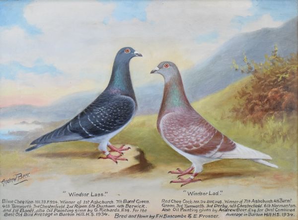 Andrew Beer (1862-1954), - Oil on canvas - Pair of Prize Racing Pigeons, Red Cheq Cock 'Windsor Lad'