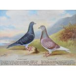 Andrew Beer (1862-1954), - Oil on canvas - Pair of Prize Racing Pigeons, Red Cheq Cock 'Windsor Lad'