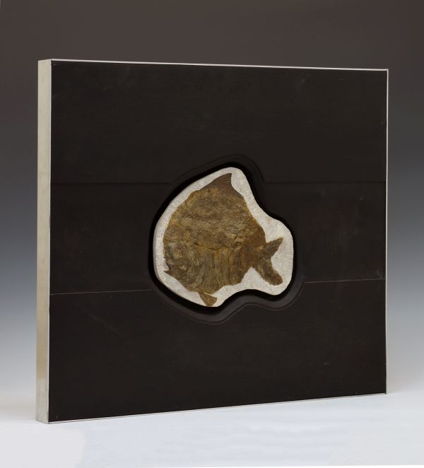 Fossils - Limestone-set fossilised fish, Airpichthys, Lebanon, Cretaceous period, 24.5cm wide x 21cm