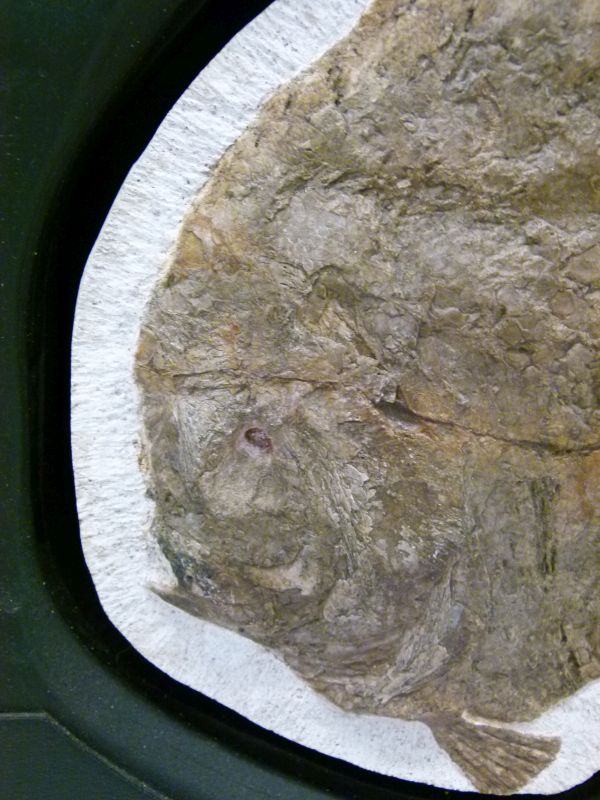 Fossils - Limestone-set fossilised fish, Airpichthys, Lebanon, Cretaceous period, 24.5cm wide x 21cm - Image 5 of 11