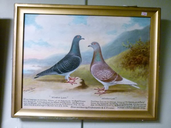 Andrew Beer (1862-1954), - Oil on canvas - Pair of Prize Racing Pigeons, Red Cheq Cock 'Windsor Lad' - Image 4 of 9