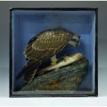 Taxidermy - Cased Osprey (pandion haliaetus), preserved and modelled clutching a fish and perching