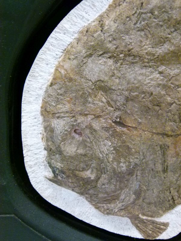 Fossils - Limestone-set fossilised fish, Airpichthys, Lebanon, Cretaceous period, 24.5cm wide x 21cm - Image 4 of 11