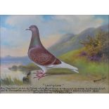 Andrew Beer (1862-1954), - Oil on canvas - Prize Racing Pigeon, Red Cheq Hen 'Leading Lass', Bred by