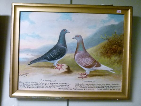 Andrew Beer (1862-1954), - Oil on canvas - Pair of Prize Racing Pigeons, Red Cheq Cock 'Windsor Lad' - Image 5 of 9