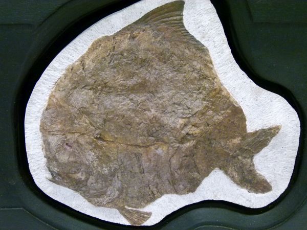 Fossils - Limestone-set fossilised fish, Airpichthys, Lebanon, Cretaceous period, 24.5cm wide x 21cm - Image 2 of 11