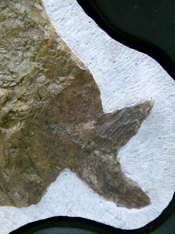 Fossils - Limestone-set fossilised fish, Airpichthys, Lebanon, Cretaceous period, 24.5cm wide x 21cm - Image 8 of 11