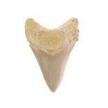 Fossils - Megaladon tooth with virtually intact serrations, 8cm long Condition: **General