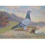 Andrew Beer (1862-1954), - Oil on canvas - Prize Racing Pigeon, Blue Hen 'Leading Lady', Bred by T.