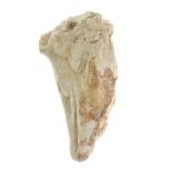 Fossils - Interesting fossilised carnivore tooth within limestone, 13cm long Condition: **General
