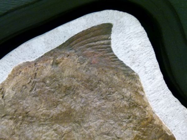 Fossils - Limestone-set fossilised fish, Airpichthys, Lebanon, Cretaceous period, 24.5cm wide x 21cm - Image 7 of 11