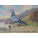 Andrew Beer (1862-1954), - Oil on canvas - Prize Racing Pigeon, Blue Cheq Hen 'Trixie', Bred by T.H.