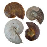 Fossils - Group of four Madagascan Ammonites, the largest retaining shell nacre, 13.5cm (4)