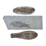 Fossils, - Two similar fossilised fish encased in stone surrounds, largest 20.5cm long, together