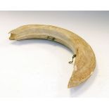 Antique hippopotamus tusk, approximately 58cm outer curve