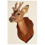 Taxidermy - Early 20th Century preserved deer head, probably a fawn, on wooden shield backing