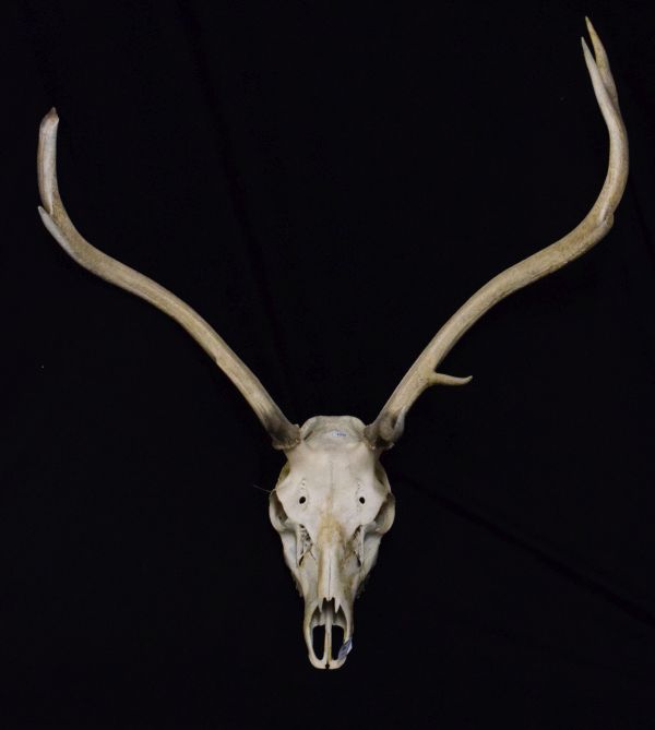 Natural History - Deer skull and antlers, approximate span 72cm