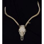 Natural History - Deer skull and antlers, approximate span 72cm