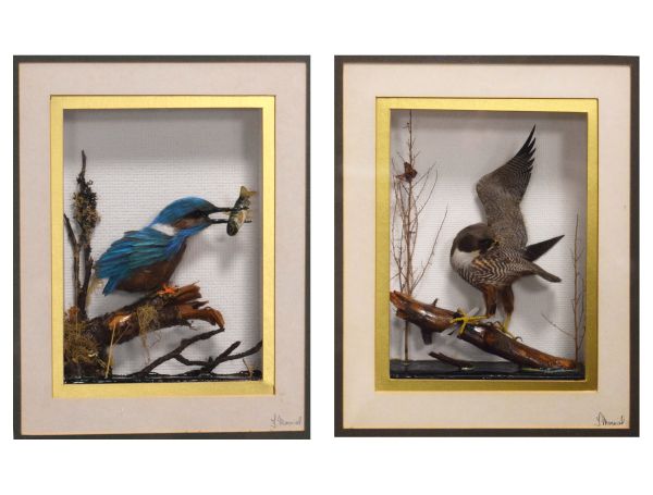 Two feather pictures depicting a Kingfisher and a bird of prey, each indistinctly signed lower