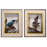 Two feather pictures depicting a Kingfisher and a bird of prey, each indistinctly signed lower