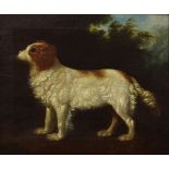 18th Century English School - Oil on canvas - In the manner of Stubbs, portrait of a spaniel in a