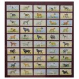 Framed full set of fifty Wills Cigarettes cards depicting dogs