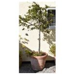 Large terracotta plant pot approximately 70cm diameter x 56cm high, with tree of approximately 6ft