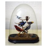Taxidermy - Late Victorian group of six birds beneath a glass dome on ebonised base, overall