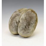 Natural History - Large unpolished coco-de-mer nut, (Lodoicea Maldivica), Seychelles,