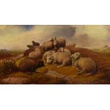 J. Johnson (English School) - Oil on canvas - Sheep at rest, signed and dated '84, 24cm x 44cm, in